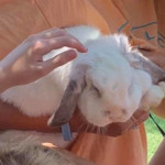 girl showing white rabbit to children